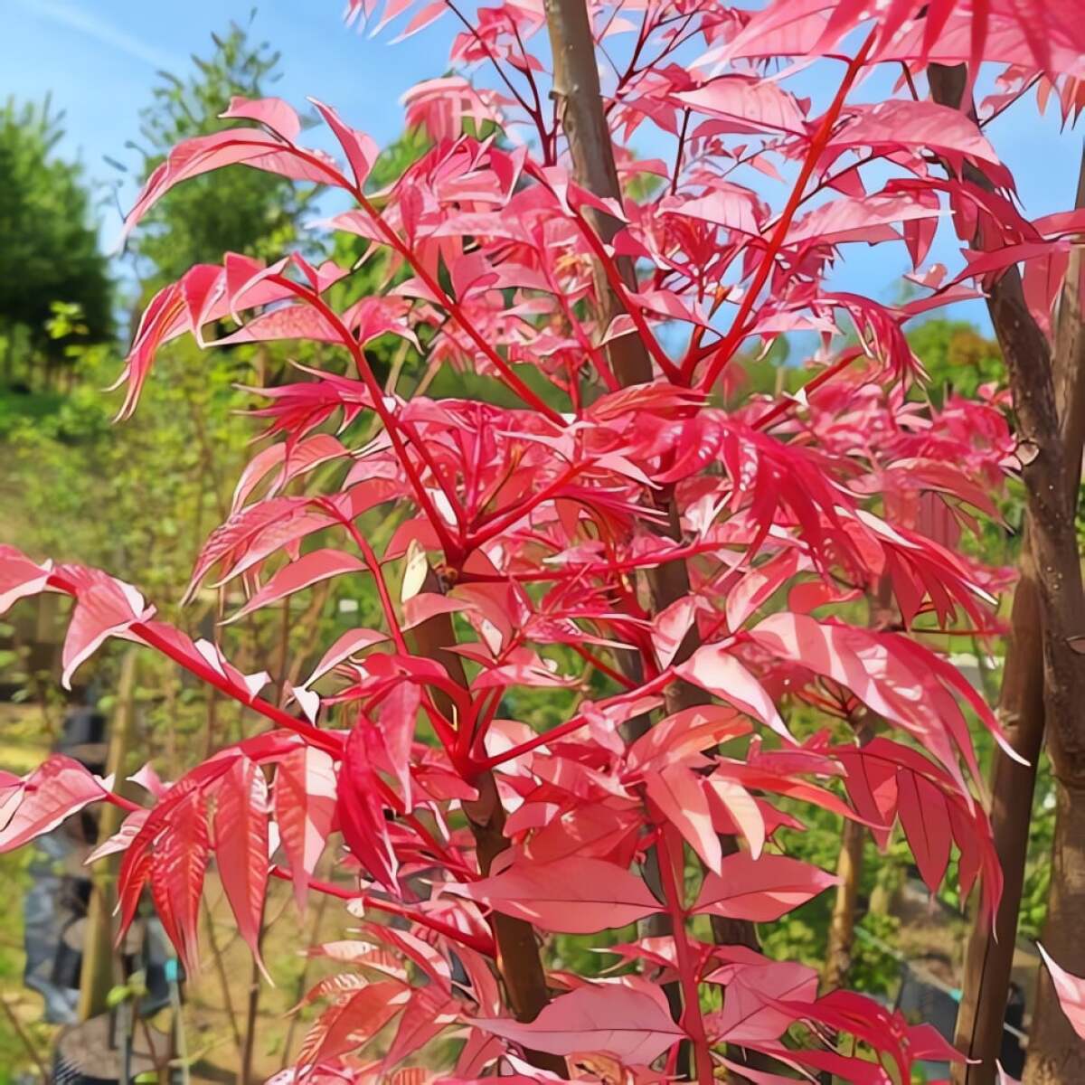 Trồng cây cảnh này bên ngoài cửa chính