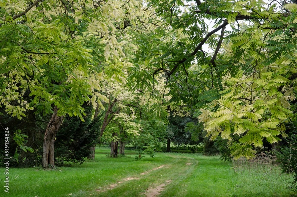 Lá màu bơ vào mùa thu