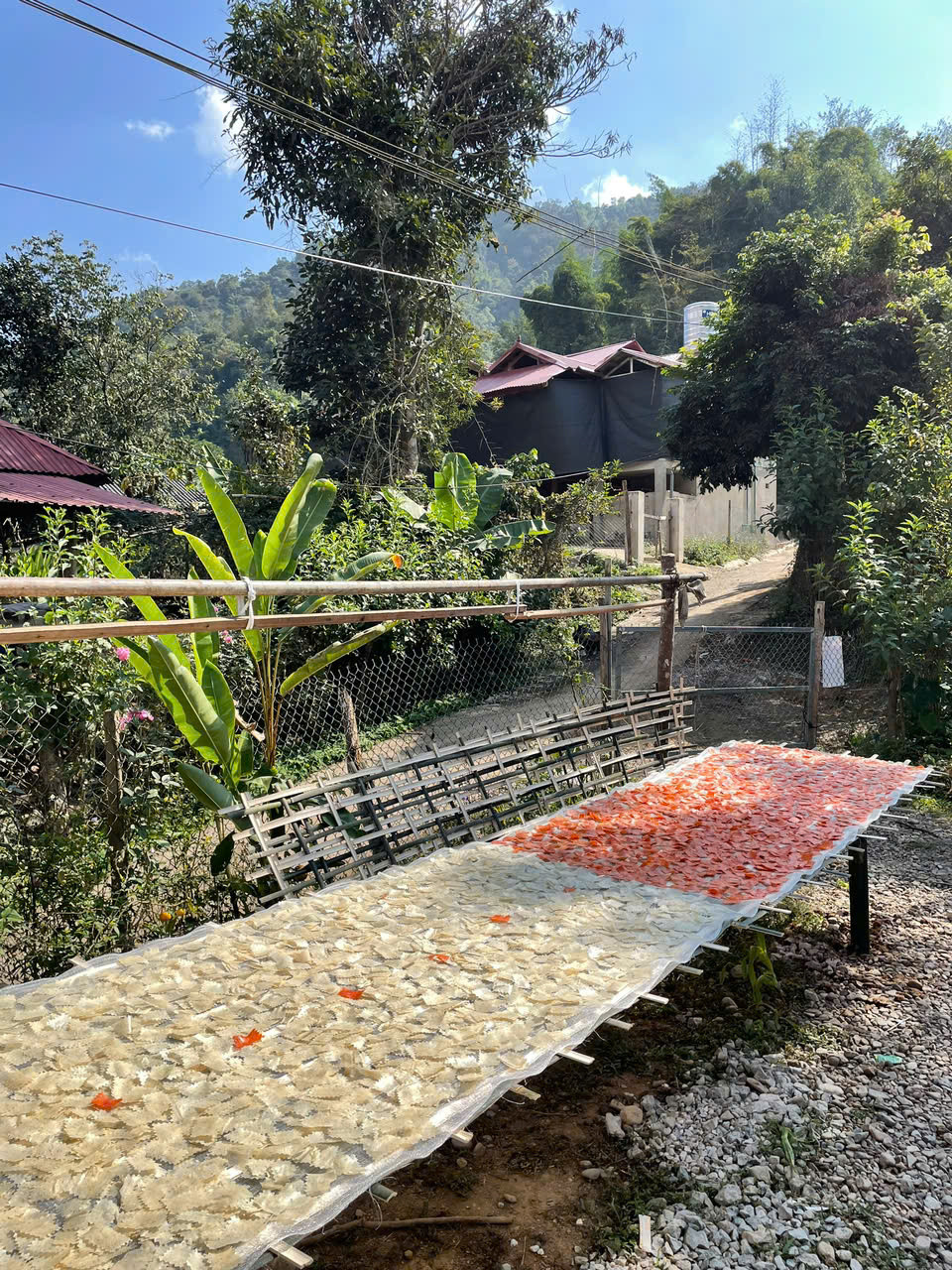 Đặc sản đón năm mới ở Điện Biên ăn giòn rụm, khách đặt ship 500km về làm quà - 8