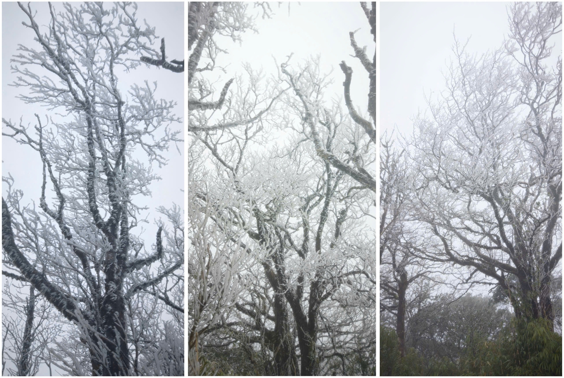 Ngày 6/1, do nhiệt độ giảm sâu kết hợp độ ẩm cao, đỉnh núi Phia Oắc (xã Thành Công, tỉnh Cao Bằng) đã xuất hiện băng giá. Ảnh: Hồng Vân