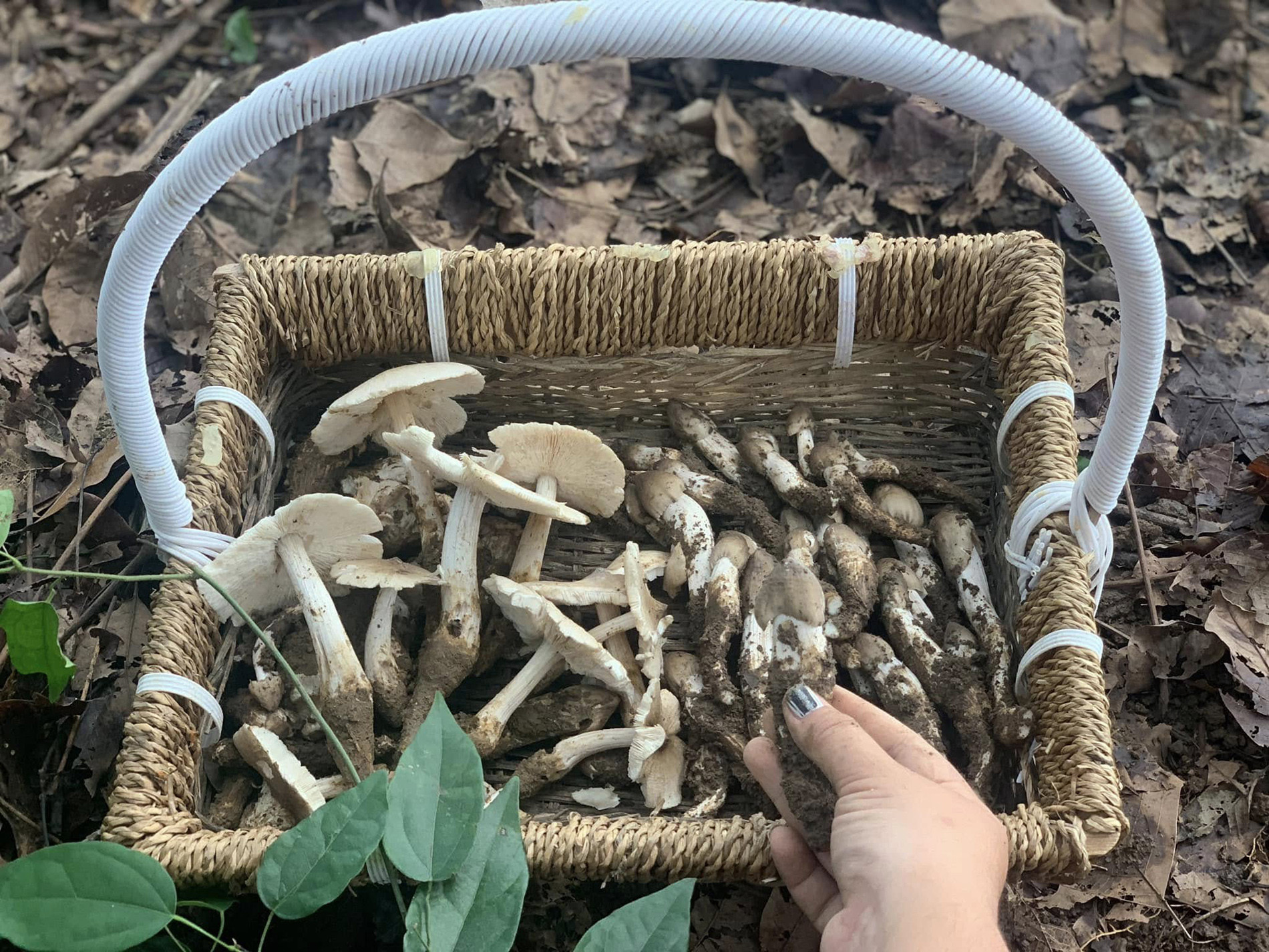 Nấm mối mọc tự nhiên từ ổ mối dưới đất. Ảnh: Phạm Như