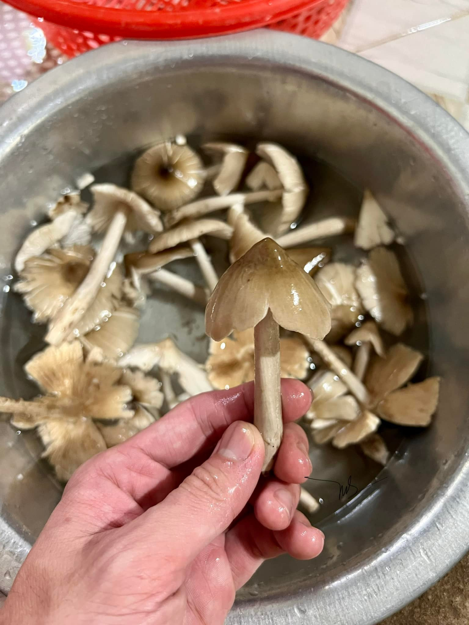 Đặc sản Vĩnh Long mọc từ ổ mối, mỗi năm chỉ có một mùa, có tiền cũng khó mua - 5