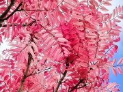 Cây cảnh lá hồng độc nhất vô nhị, bảo vệ nhà cửa, chiêu may rước lộc, người xưa khuyên không trồng quá cao