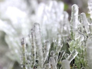 Lifestyle - Băng giá phủ trắng đỉnh Phia Oắc ở Cao Bằng