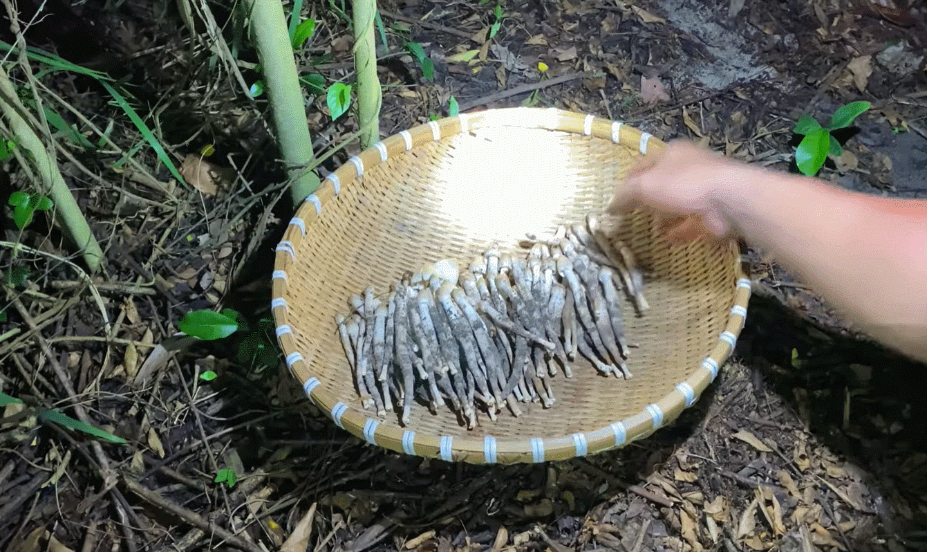 Nấm mối vừa mọc vào buổi sáng được xem là ngon nhất vì có độ tươi, săn chắc, đậm vị ngọt dịu tự nhiên. Ảnh: BomBom Vlog