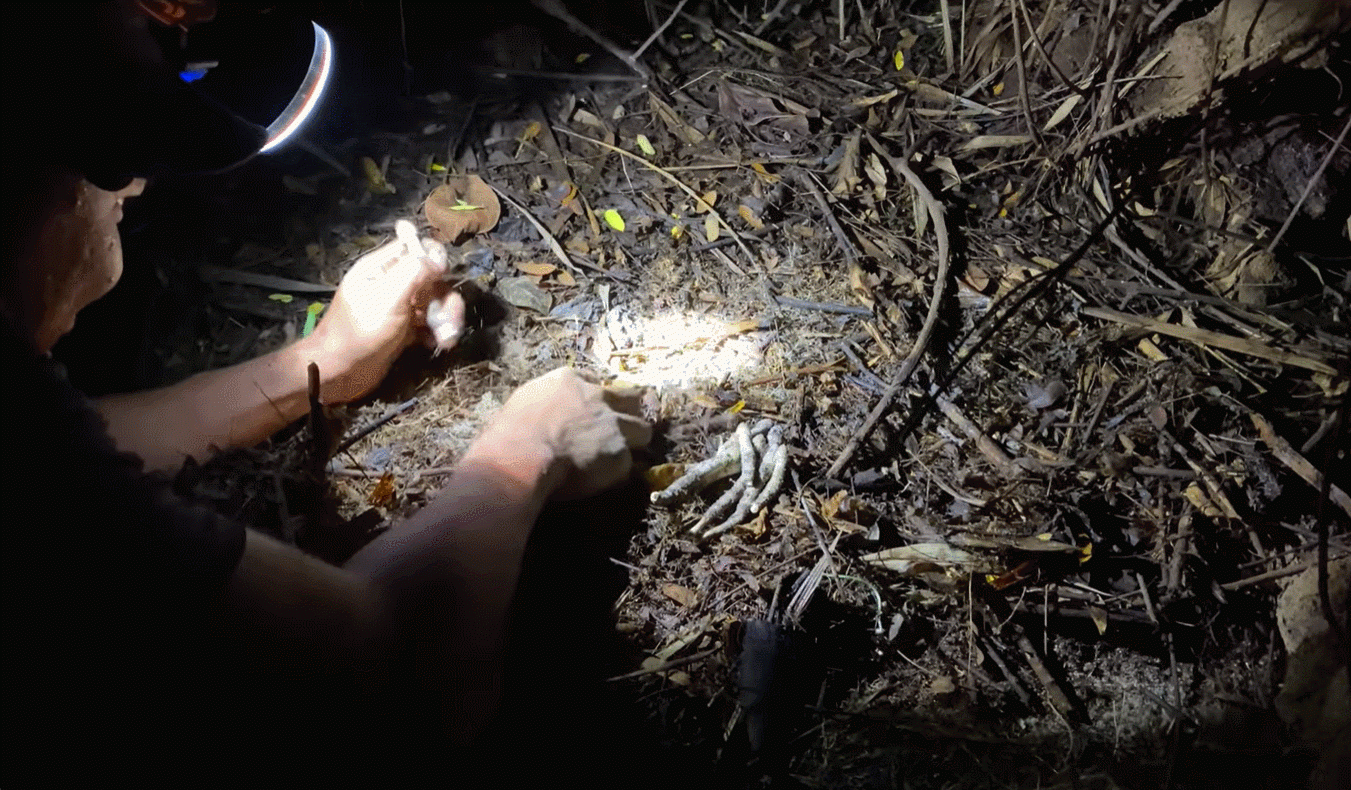Người địa phương canh hái nấm vào buổi đêm để thu được nấm búp ngon nhất. Ảnh: Bombom Vlog