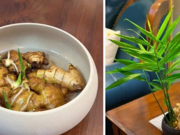 Đã đến thời điểm tốt nhất để trồng gừng phong thủy đón Tết, mang lại sức khỏe, tài lộc cho cả năm