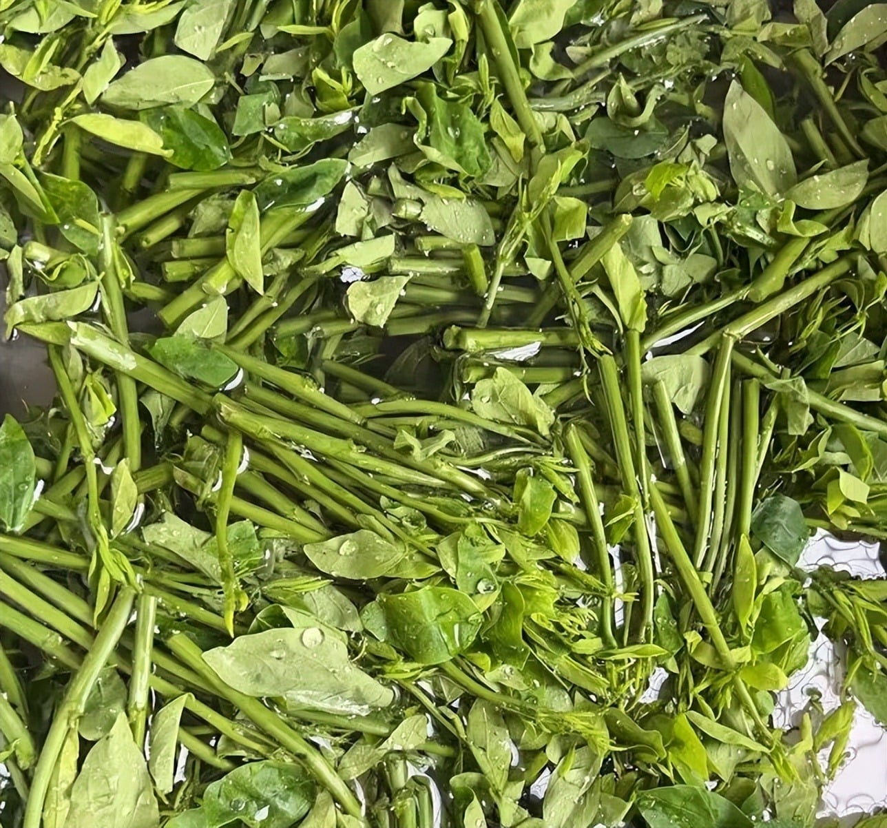 Loại rau dân dã, tươi ngon, giòn tan, ăn vào mùa đông giúp, giải độc gan, hỗ trợ giấc ngủ, bảo vệ mắt - 6