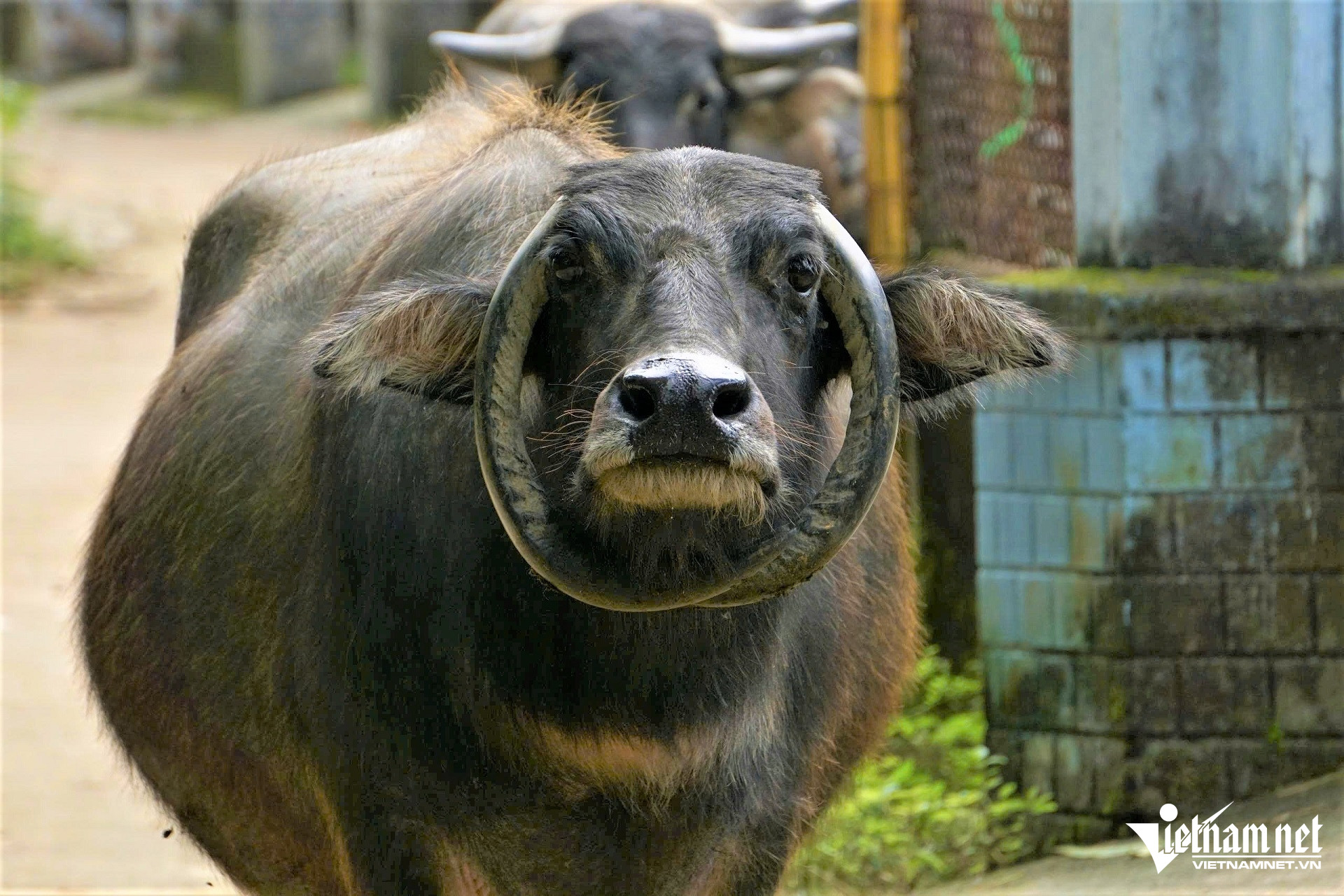 Cặp sừng cong ngược, khép tròn quanh đầu con trâu như một chiếc “vòng cổ” rất lạ