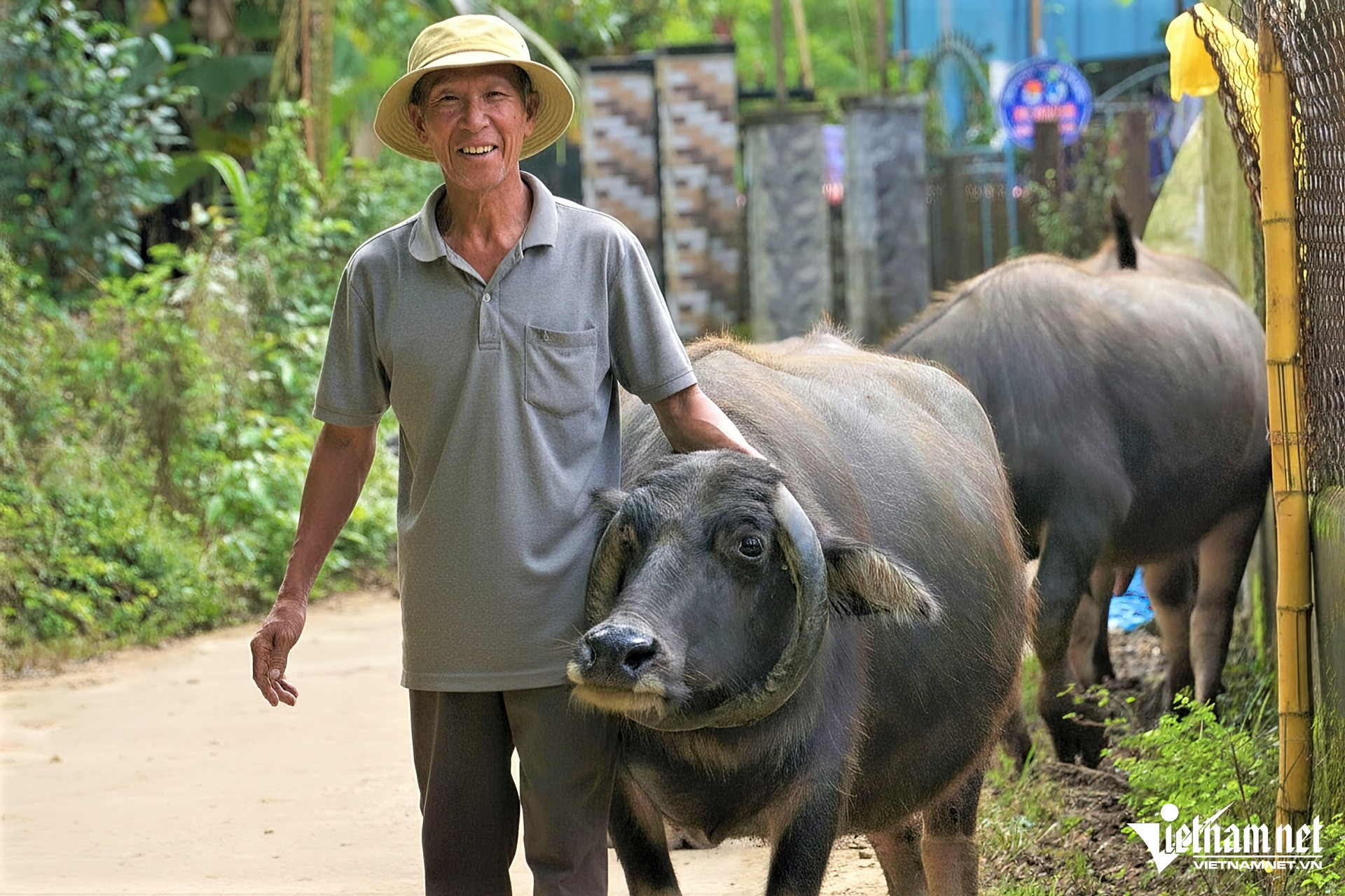 Ông Võ Trương – chủ nuôi – bên con trâu gắn bó gần 20 năm của gia đình