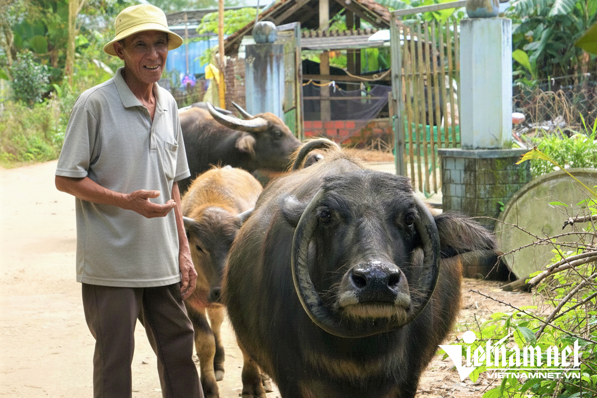 Ông Trương cho biết, hiện chưa có ý định bán con trâu đặc biệt này dù đã có nhiều người trả giá cao