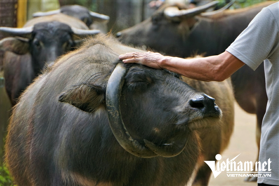 Dù có ngoại hình khác lạ, con trâu vẫn khỏe mạnh, hiền lành và gắn bó nhiều năm với việc đồng áng
