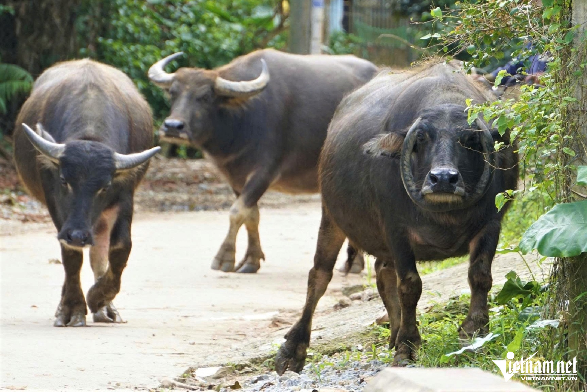 Dù trâu mẹ có cặp sừng đặc biệt, các nghé (trâu con) sinh ra đều phát triển bình thường