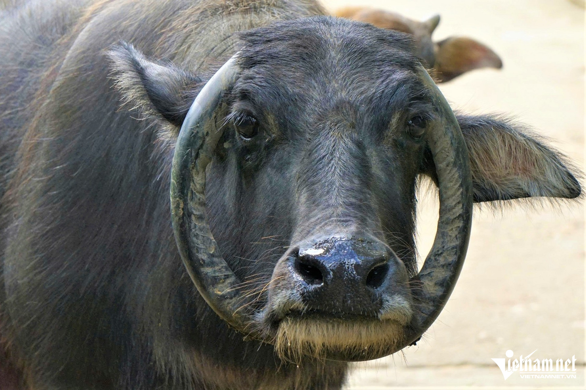 Cặp sừng của con trâu này cong dần từ hai bên thái dương, thay vì mọc chếch ra hai bên như những trâu thông thường