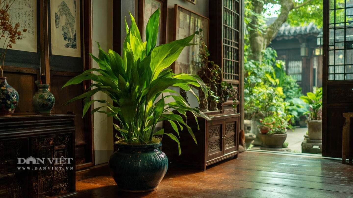 Chăm sóc cây cảnh này khá đơn giản