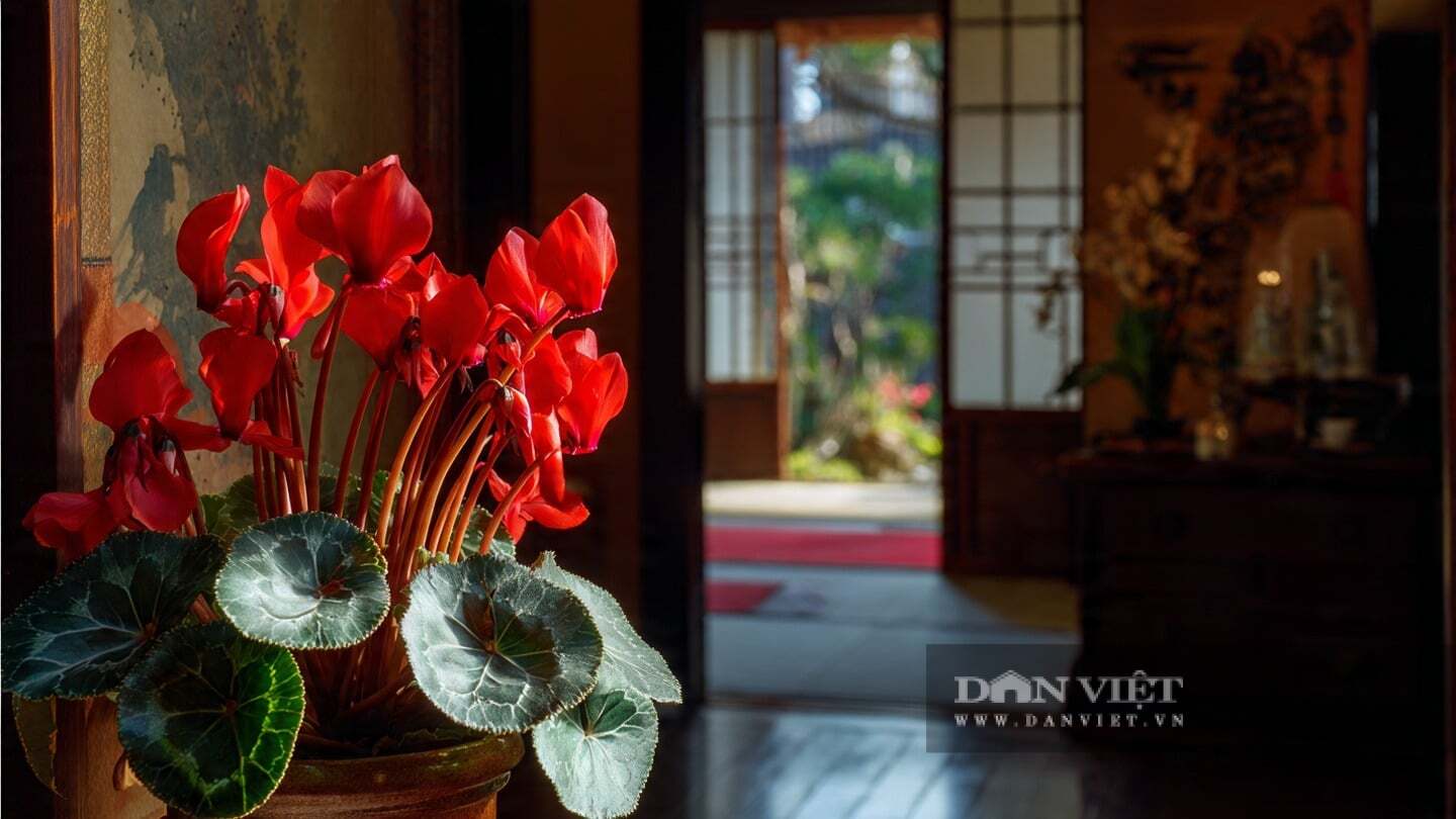 Cây cảnh này còn mang ý nghĩa chào đón khách