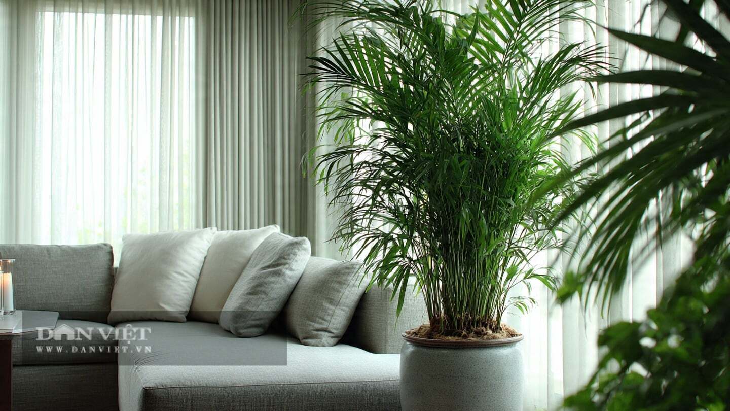 Dừa cảnh có ý nghĩa thịnh vượng ở mọi hướng.