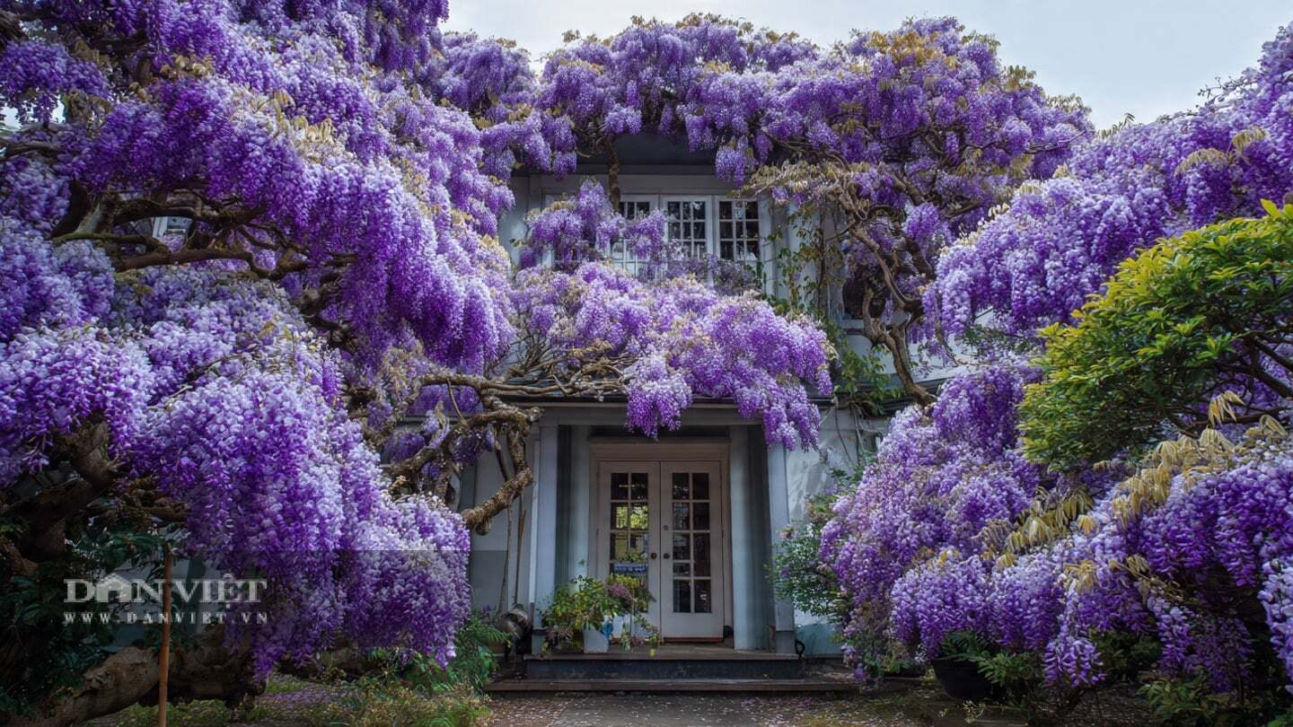 Cây cảnh tử đằng có sức sống mạnh mẽ