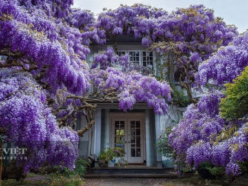 5 cây cảnh bảo vệ gia đình, hút độc, dưỡng ẩm, thanh lọc không khí, nhà đẹp, người khỏe, tiền bạc đổ về