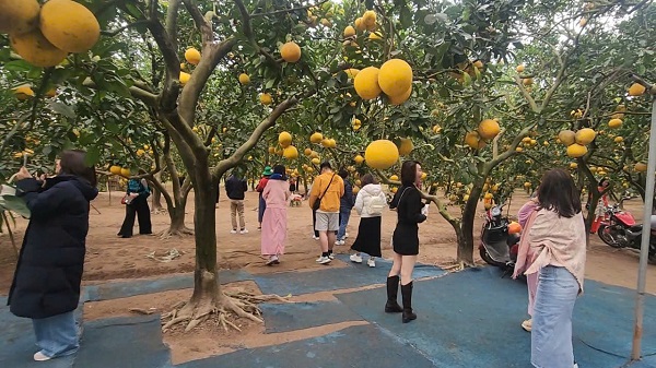Vườn bưởi thu hút nhiều người đến tham quan, đặc biệt là giới trẻ. Ảnh: Việt Anh.