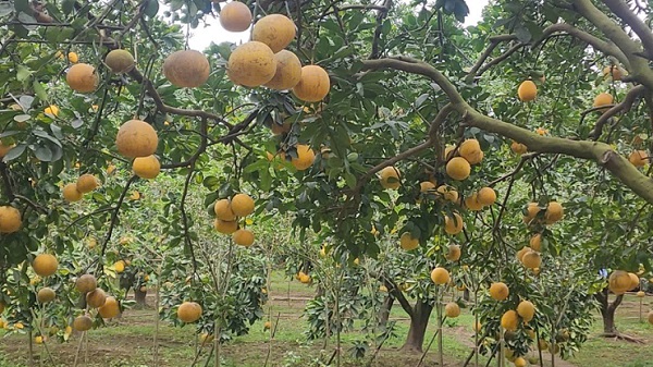 Vườn bưởi vàng óng, sai trĩu quả. Ảnh: Việt Anh.