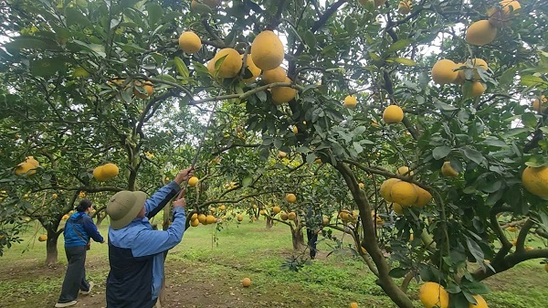 Các công nhân đang thu hoạch bưởi. Ảnh: Việt Anh.