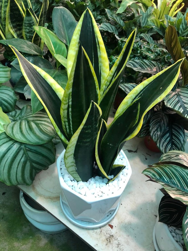 Lưỡi hổ trồng vừa đẹp và có ý nghĩa phong thủy tốt. Ảnh HM