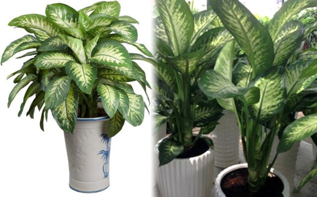 Cȃy vạn niên thanh Khȏng chỉ mang lại tài lộc mà còn tượng trưng cho sức khỏe và sự trường thọ.