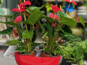 Cách chọn cây cảnh chuẩn bị đón Tết kích hoạt luồng khí tốt, giúp gia đình gặp nhiều may mắn