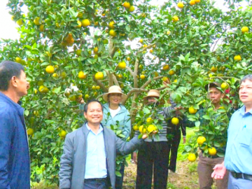 Ở Hà Tĩnh có loại quả đặc sản tiếng lành đồn xa, khách tìm đến “săn” tận vườn đặt hàng Tết Nguyên đán!
