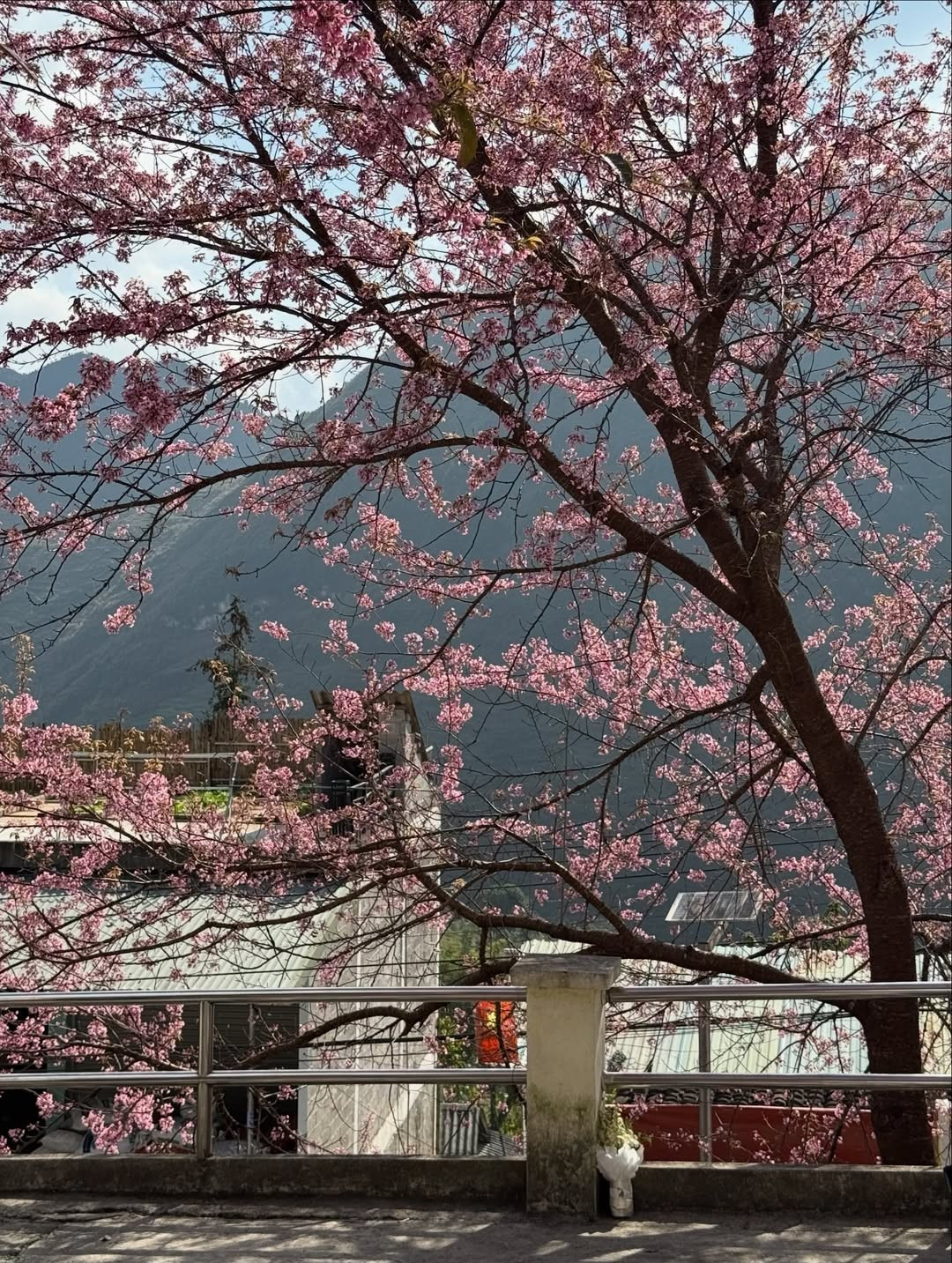 img src/upload/1-2026/images/2026-01-10/1768005812-368-02698-4-n-width1080height1433.jpg width660 /