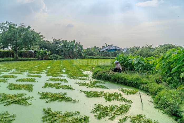 “Nghề lội nước” kiếm tiền triệu mỗi ngày tại TPHCM - 1