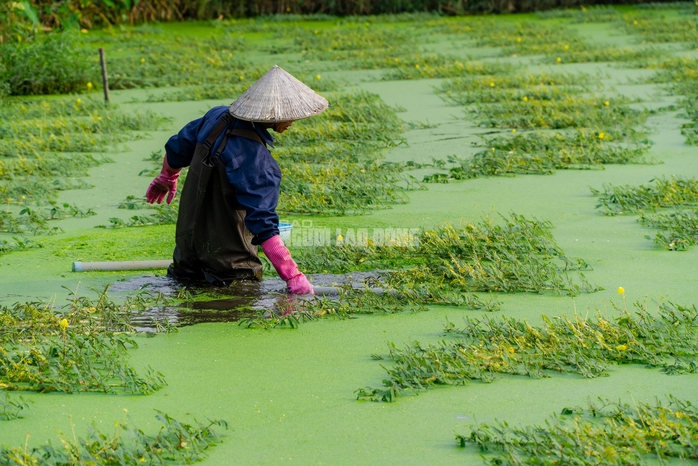 “Nghề lội nước” kiếm tiền triệu mỗi ngày tại TPHCM - 2