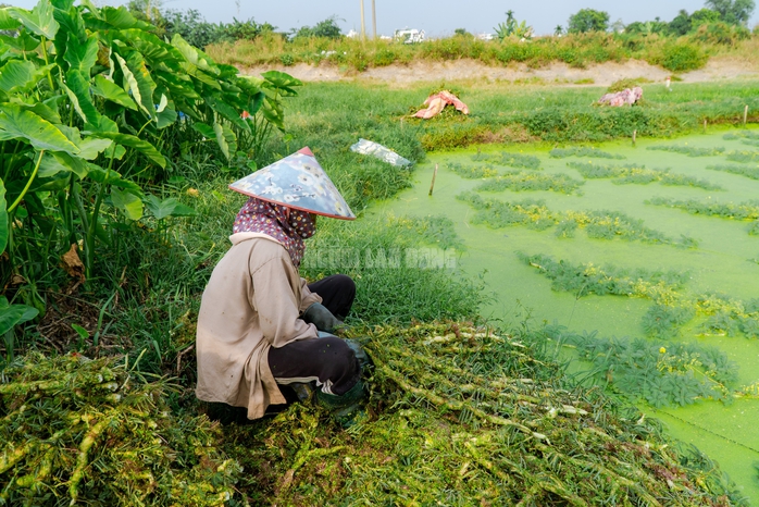 “Nghề lội nước” kiếm tiền triệu mỗi ngày tại TPHCM - 6