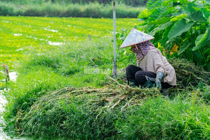 “Nghề lội nước” kiếm tiền triệu mỗi ngày tại TPHCM - 3