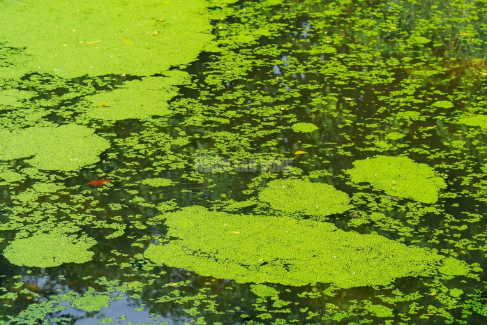 “Nghề lội nước” kiếm tiền triệu mỗi ngày tại TPHCM - 5