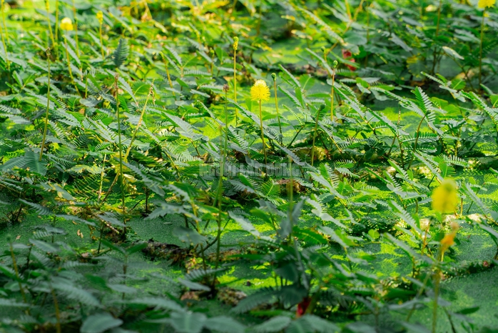 “Nghề lội nước” kiếm tiền triệu mỗi ngày tại TPHCM - 8