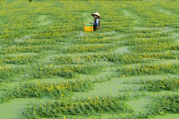 “Nghề lội nước” kiếm tiền triệu mỗi ngày tại TPHCM - 9