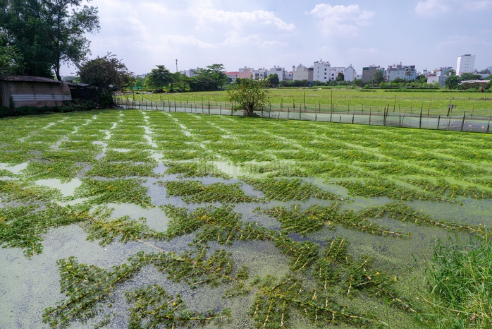 “Nghề lội nước” kiếm tiền triệu mỗi ngày tại TPHCM - 11