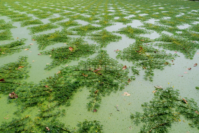 “Nghề lội nước” kiếm tiền triệu mỗi ngày tại TPHCM - 7