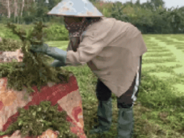 “Nghề lội nước” kiếm tiền triệu mỗi ngày tại TPHCM