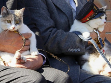 Lạ mà có thật: Một chú mèo tam thể được "bổ nhiệm" làm trưởng ga tàu của Nhật, khách du lịch "nườm nượp" tới xem