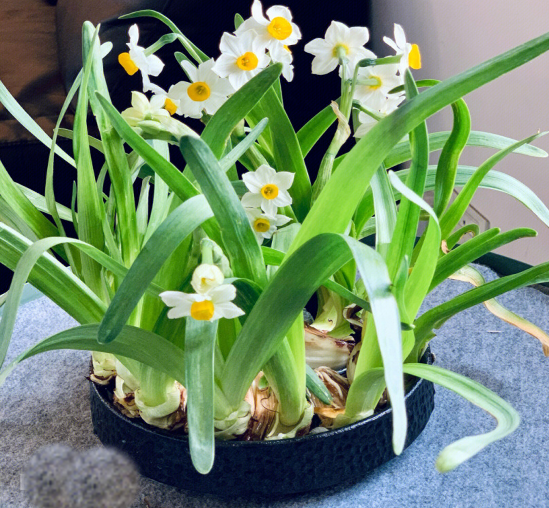 Hoa thủy tiên được nhiều gia đình trưng bày dịp Tết với mong muốn mang lại may mắn, bình an cho năm mới. Ảnh: Baidu