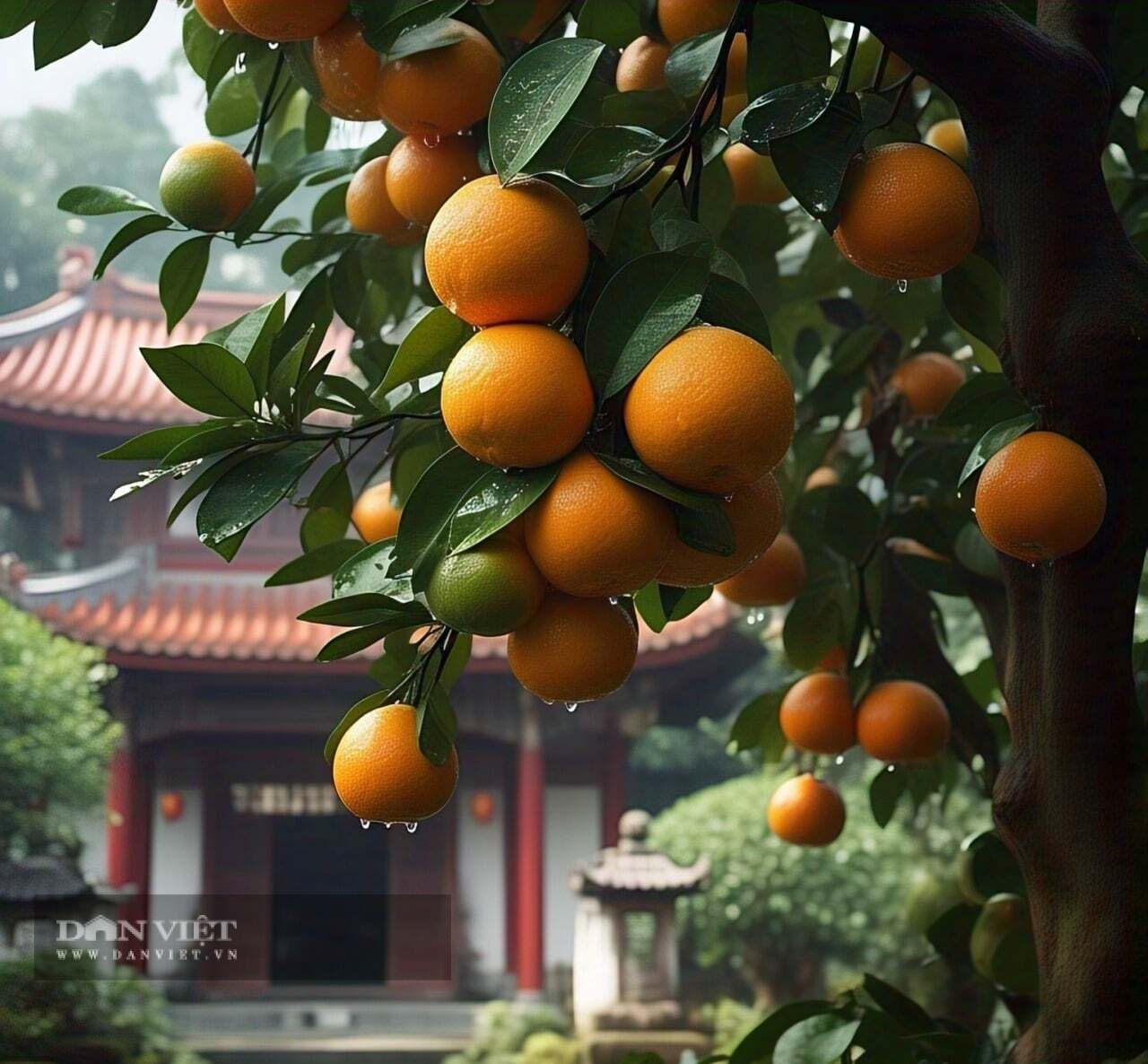 Cây cảnh mang lại ngàn vàng này được người dân Việt rất yêu thích bày trong dịp Tết.