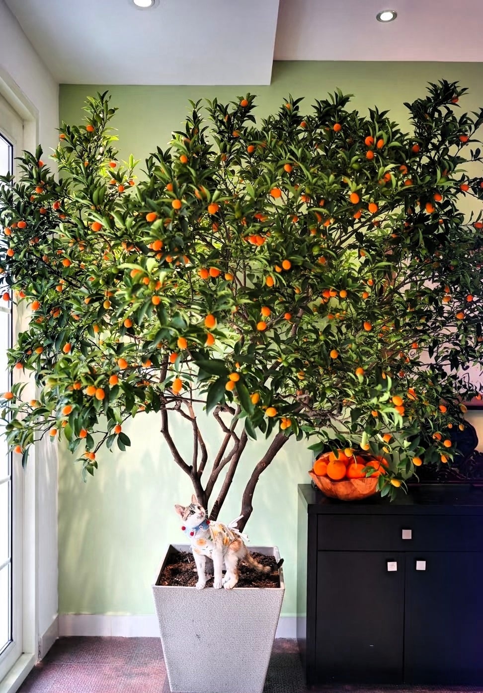 Quả ngọt lịm. Ảnh minh họa Toutiao