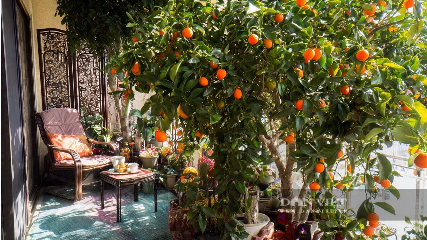 Trồng cây quất trên ban công là một lựa chọn tốt.