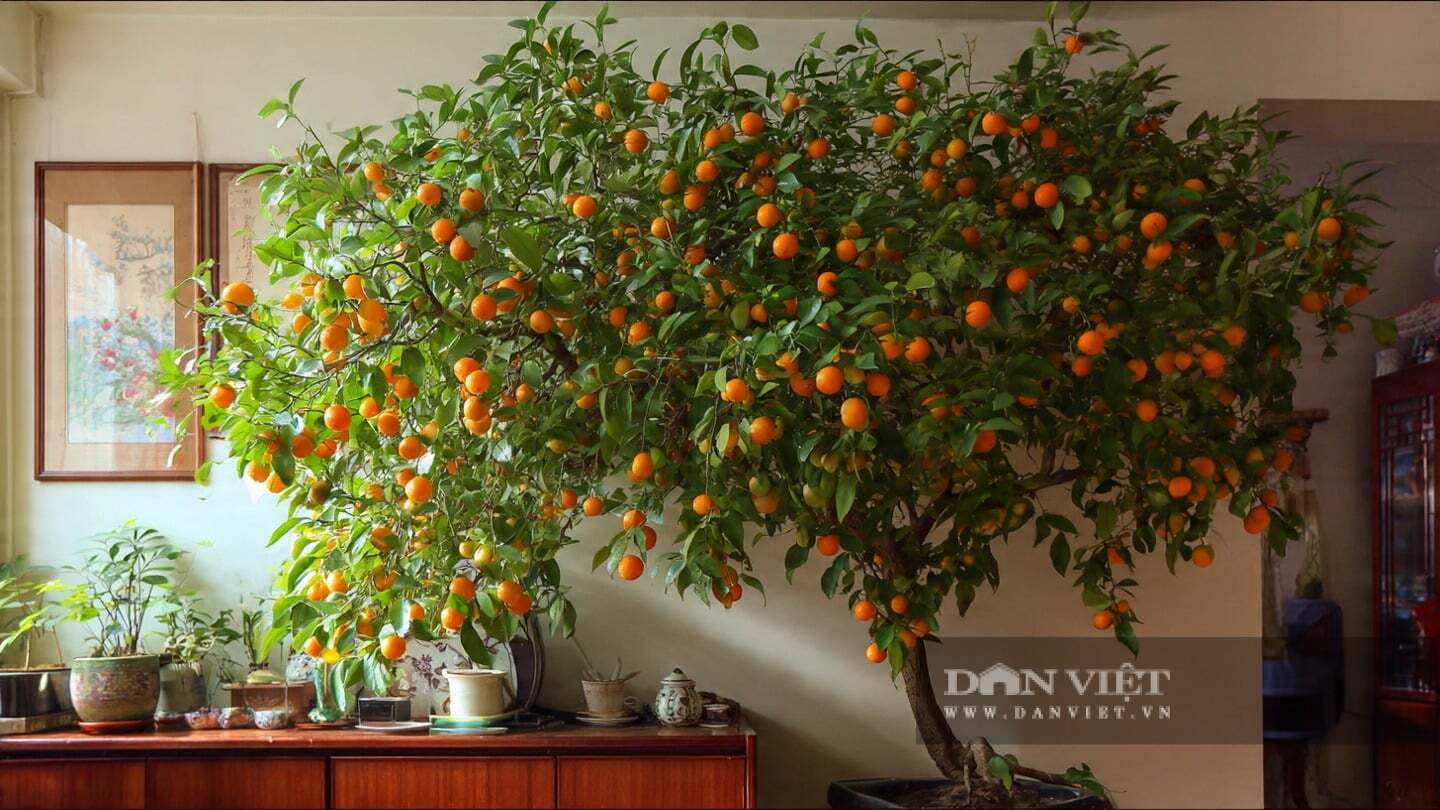 Tán lá xanh tươi của nó thể hiện sự thịnh vượng và sung túc của gia đình.