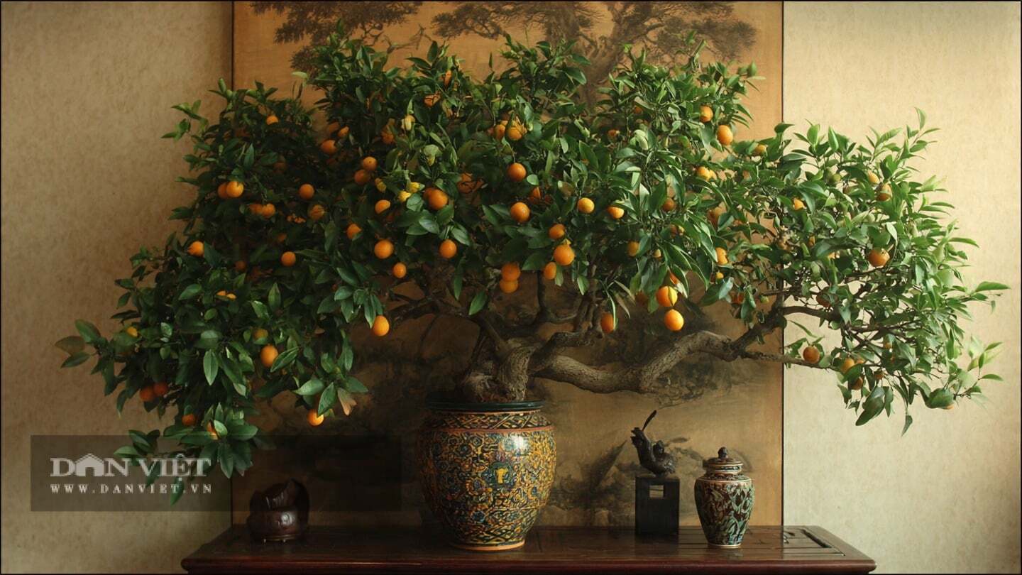 Loại bỏ cành yếu