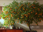 Nhà đẹp - Cây cảnh mang lại ngàn vàng, quả ngọt, hoa thơm, Tết Bính Ngọ bày trong nhà, mang lại may mắn, của cải dồi dào