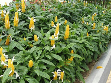 Nhà đẹp - Vị trí đặt cây cảnh mang lại may mắn, hứa hẹn có nhiều tài lộc trong năm 2026